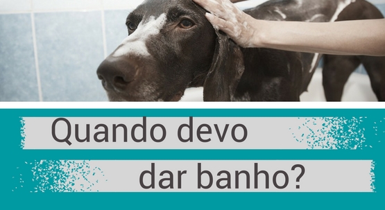 Quando devo dar banho ao meu animal?